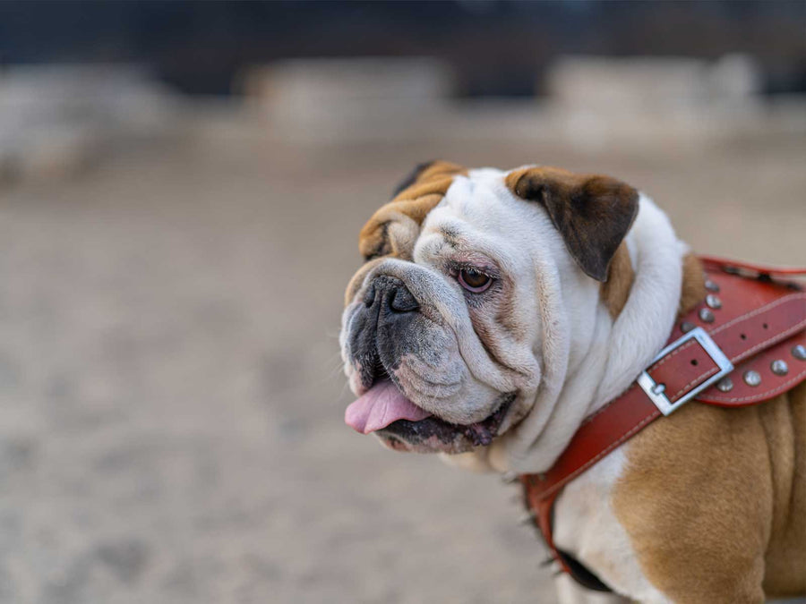 Englische Bulldogge