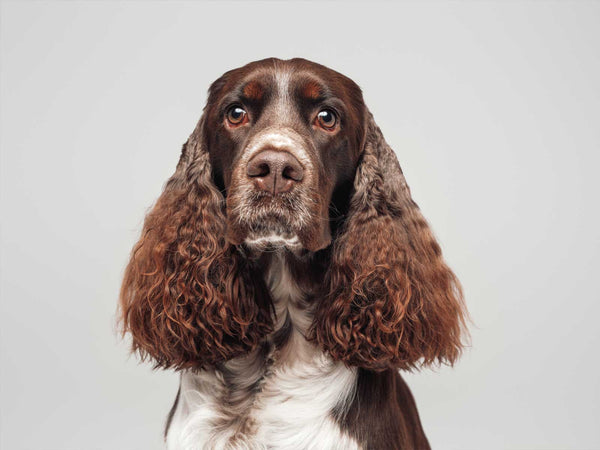 English Springer Spaniel