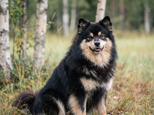 Finnischer Lapphund