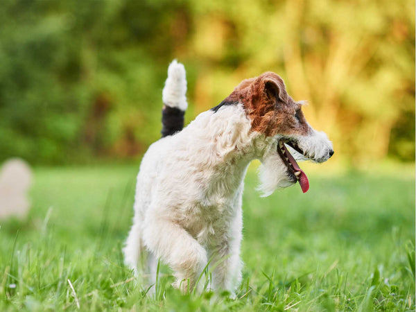 Foxterrier
