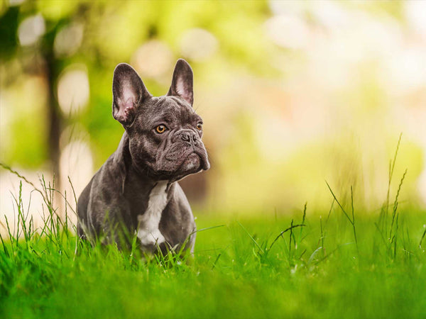 Französische Bulldogge