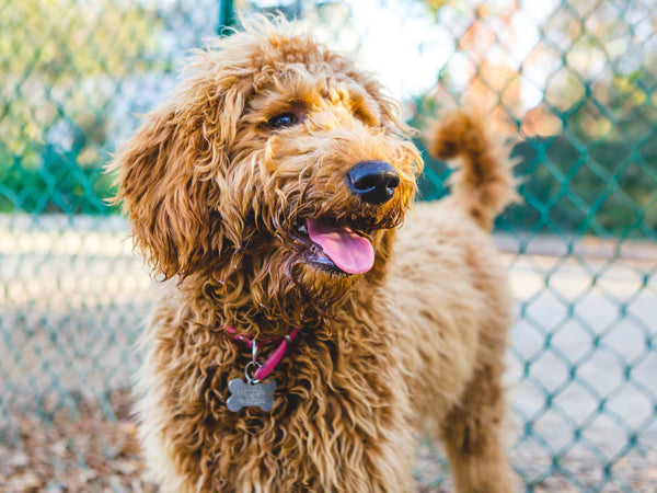 Goldendoodle