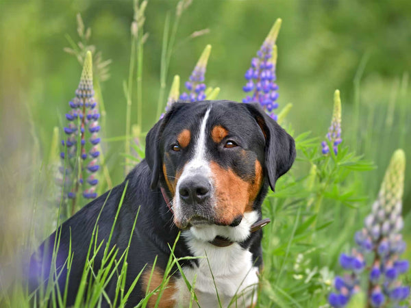 Großer Schweizer Sennenhund