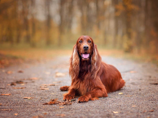 Irish Setter