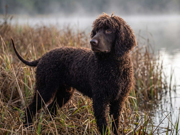 Irish Water Spaniel