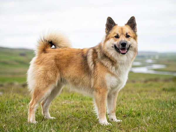 Islandhund