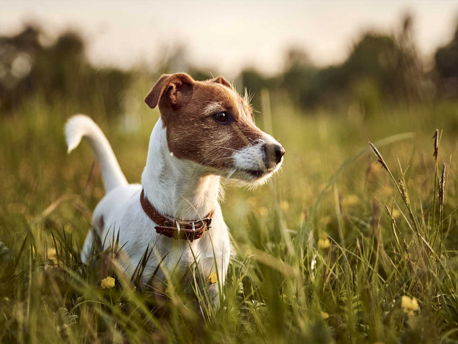 Jack Russell Terrier