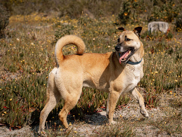Kangal