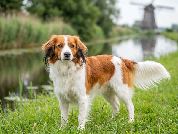 Kooikerhondje