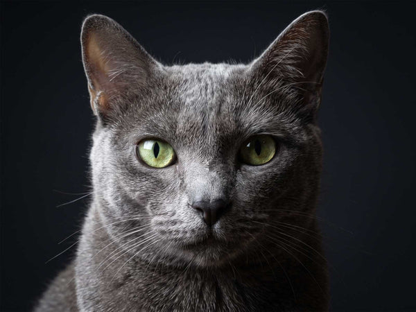 Korat