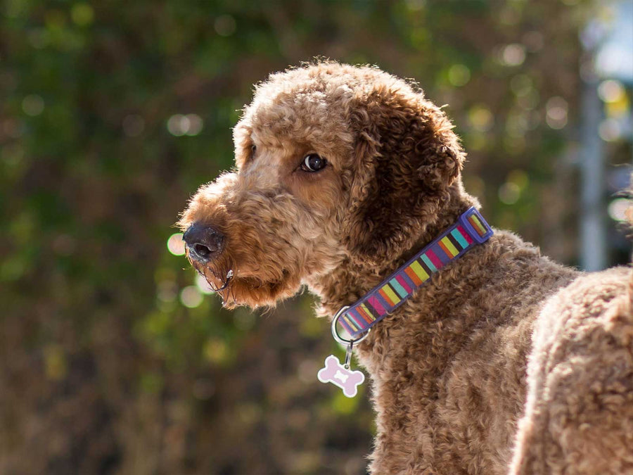 Labradoodle