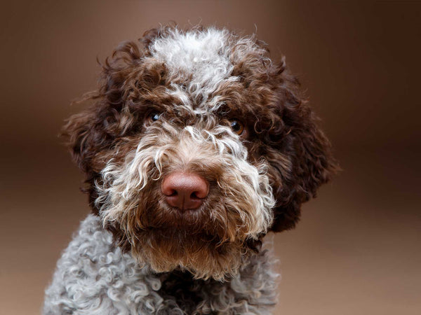 Lagotto Romagnolo