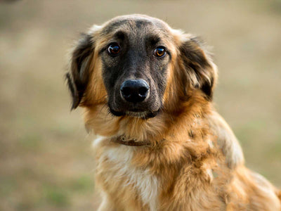 Leonberger