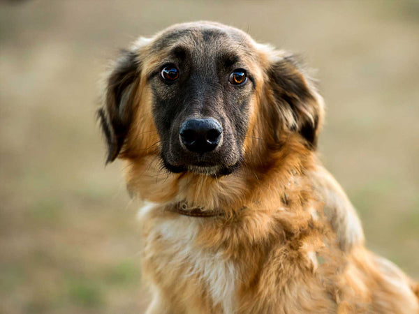 Leonberger