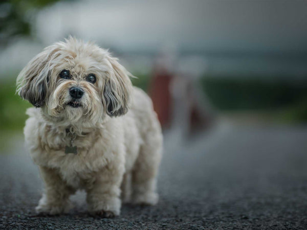 Lhasa Apso