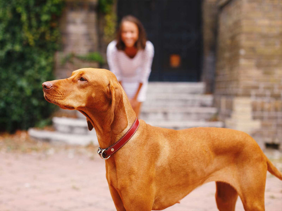 Magyar Vizsla