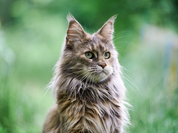 Maine Coon