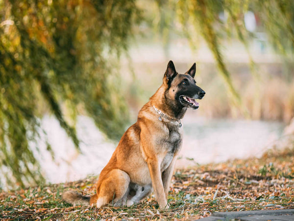 Malinois