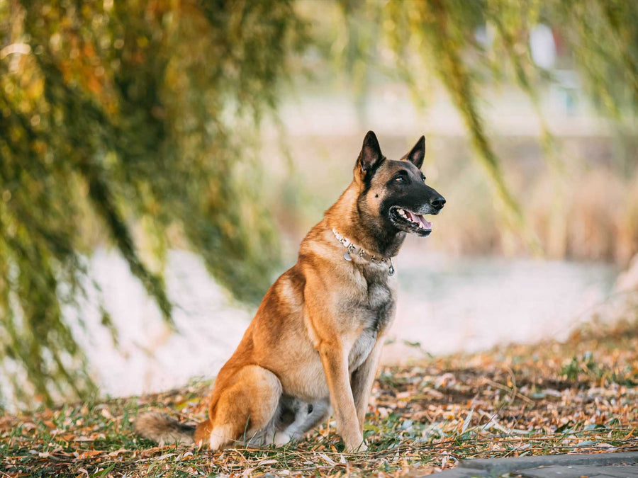Malinois