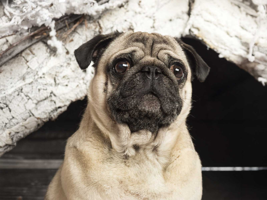 Mops