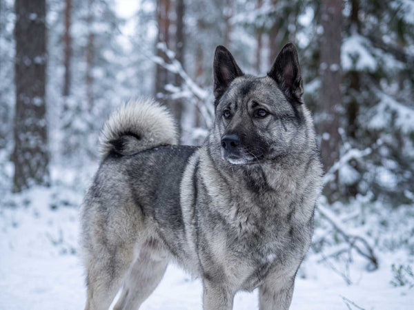 Norwegischer Elchhund