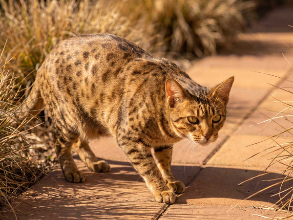 Ocicat
