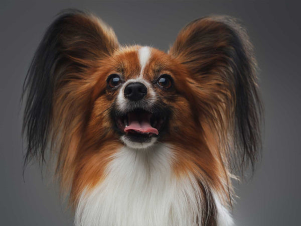 Papillon