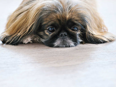 Pekingese