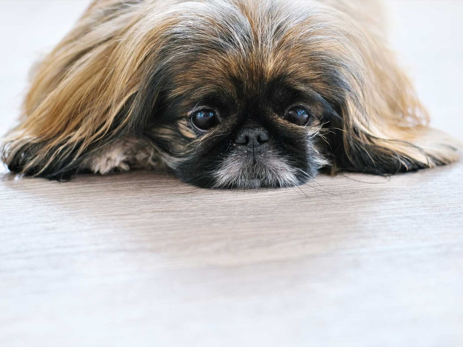Pekingese