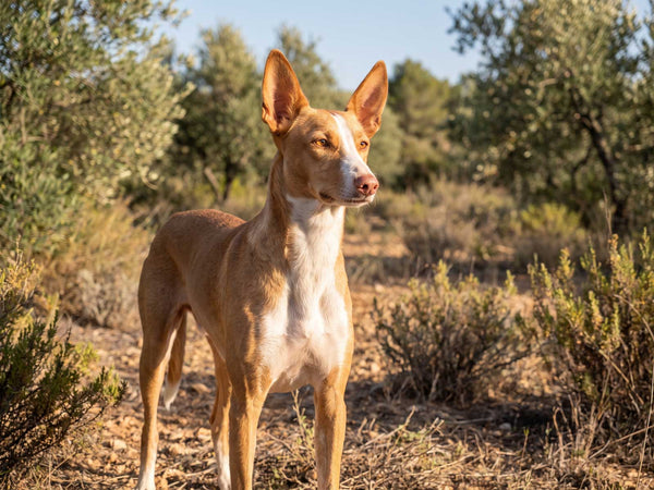 Podenco