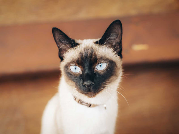 Ragdoll