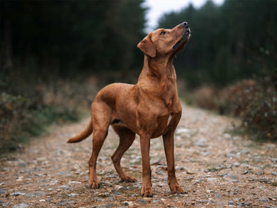 Rhodesian Ridgeback