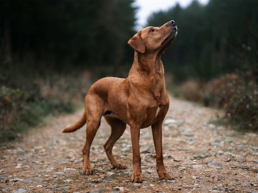 Rhodesian Ridgeback