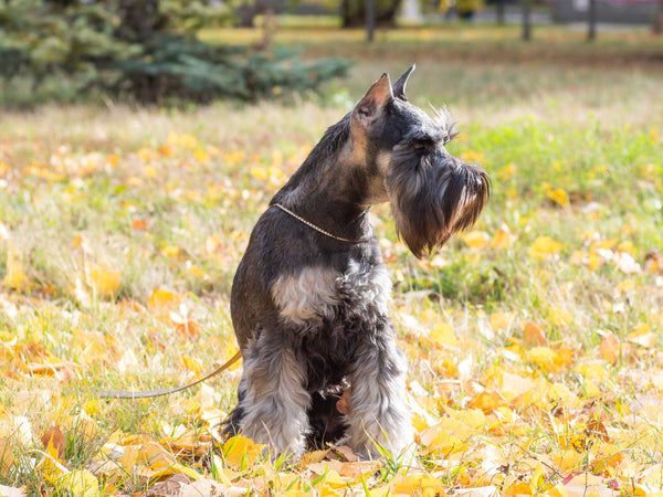 Riesenschnauzer