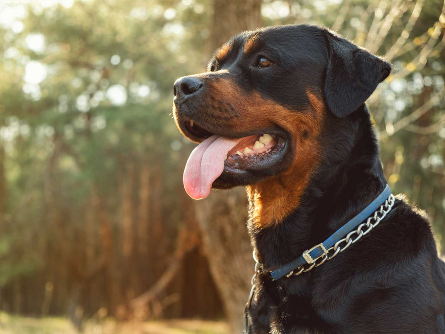 Rottweiler