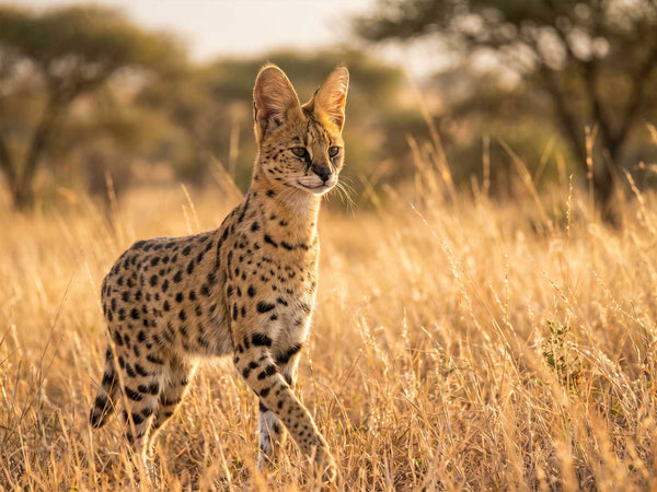 Savannah