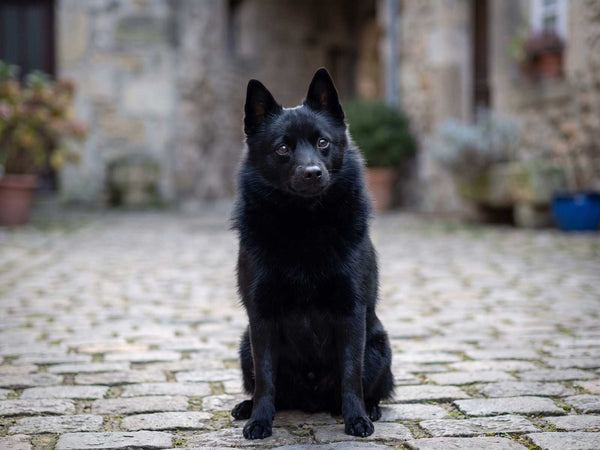 Schipperke