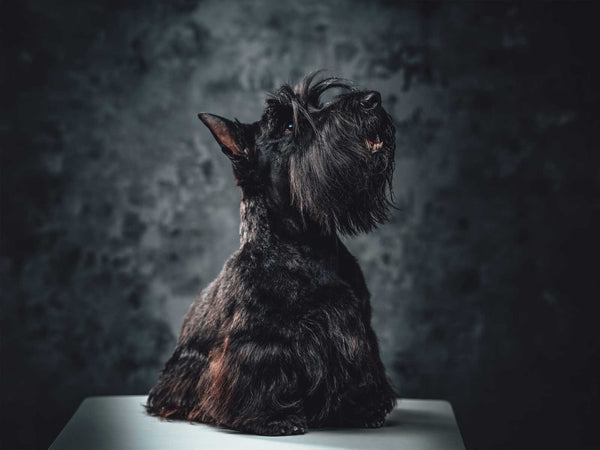 Scottish Terrier