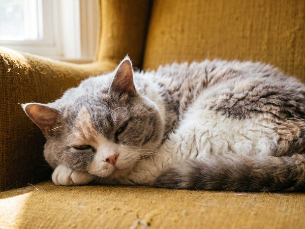 Selkirk Rex
