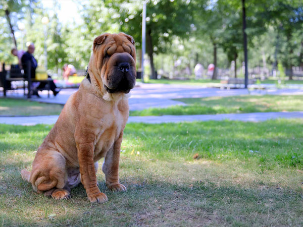 Shar Pei