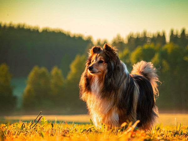 Shetland Sheepdog