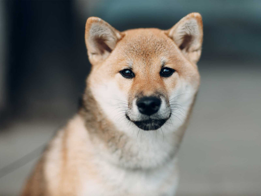 Shiba Inu