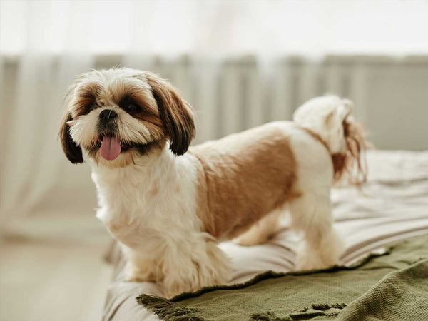 Shih Tzu
