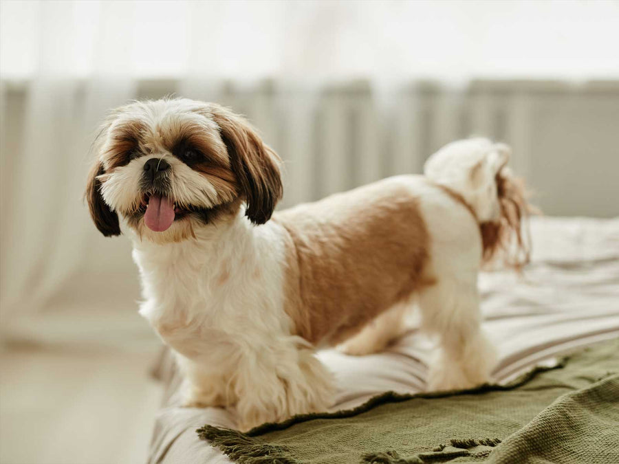 Shih Tzu