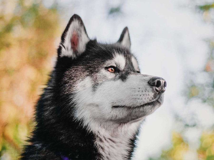 Siberian Husky
