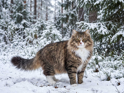 Sibirische Katze