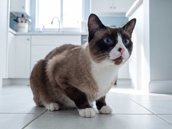 Snowshoe