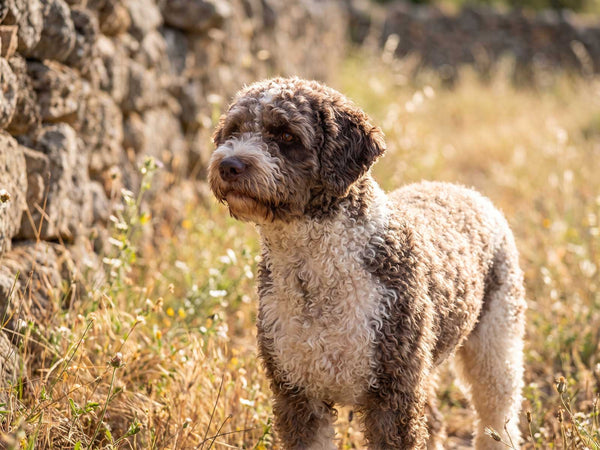 Spanischer Wasserhund