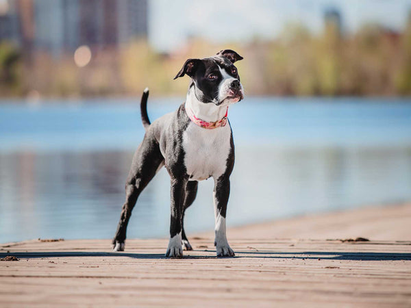American Staffordshire Terrier