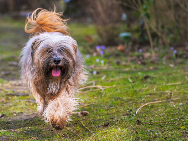 Tibet Terrier